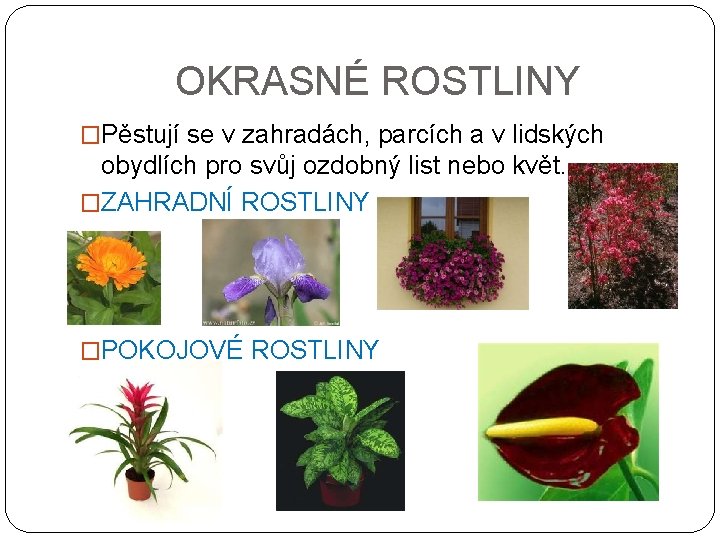 OKRASNÉ ROSTLINY �Pěstují se v zahradách, parcích a v lidských obydlích pro svůj ozdobný