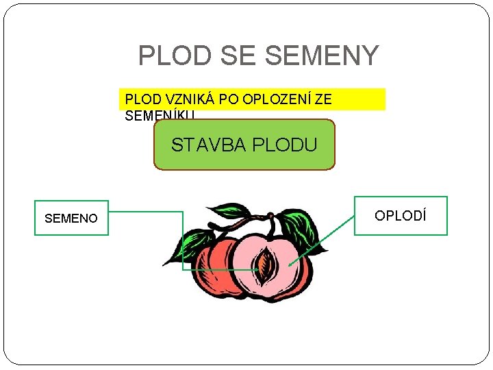 PLOD SE SEMENY PLOD VZNIKÁ PO OPLOZENÍ ZE SEMENÍKU. STAVBA PLODU SEMENO OPLODÍ 