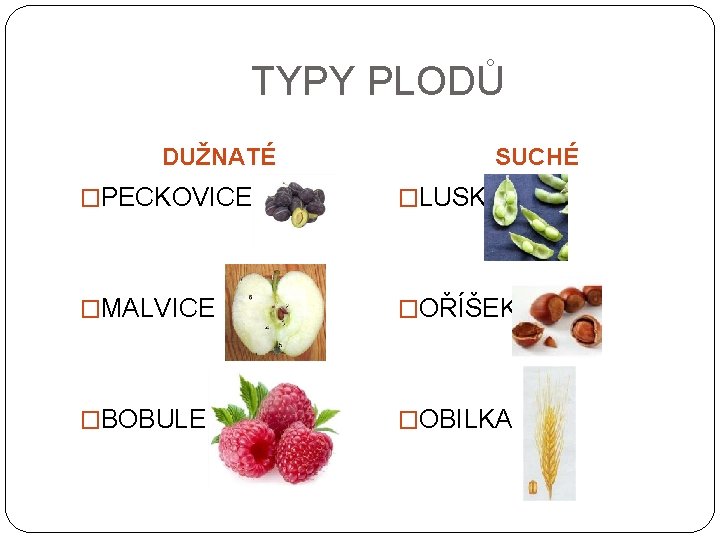 TYPY PLODŮ DUŽNATÉ SUCHÉ �PECKOVICE �LUSK �MALVICE �OŘÍŠEK �BOBULE �OBILKA 