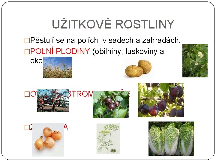 UŽITKOVÉ ROSTLINY �Pěstují se na polích, v sadech a zahradách. �POLNÍ PLODINY (obilniny, luskoviny