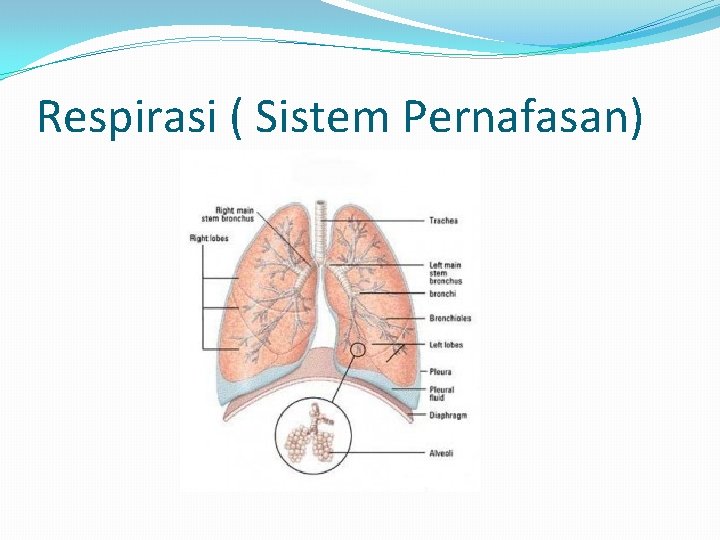 Respirasi ( Sistem Pernafasan) 