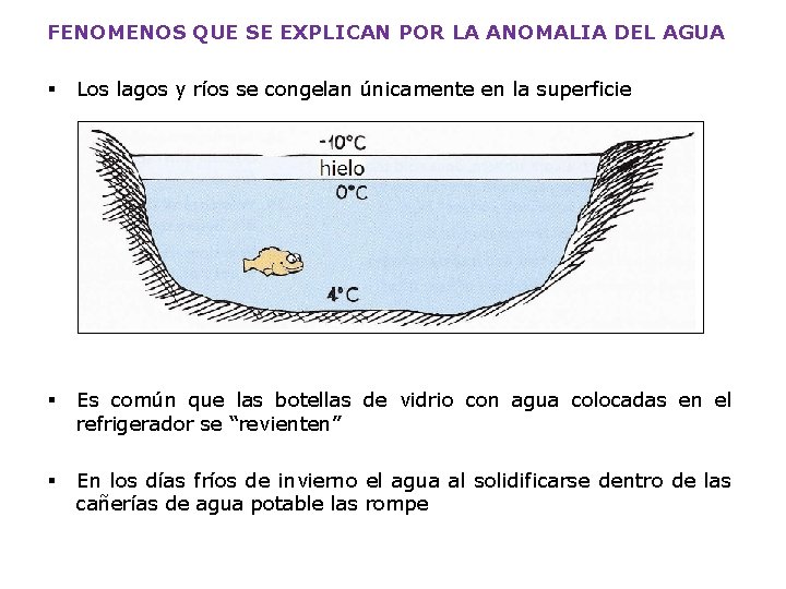 FENOMENOS QUE SE EXPLICAN POR LA ANOMALIA DEL AGUA § Los lagos y ríos