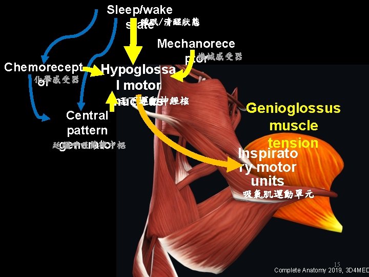 Sleep/wake 睡眠/清醒狀態 state Chemorecept 化學感受器 or Mechanorece 機械感受器 ptor Hypoglossa l motor 舌下運動神經核 nucleus