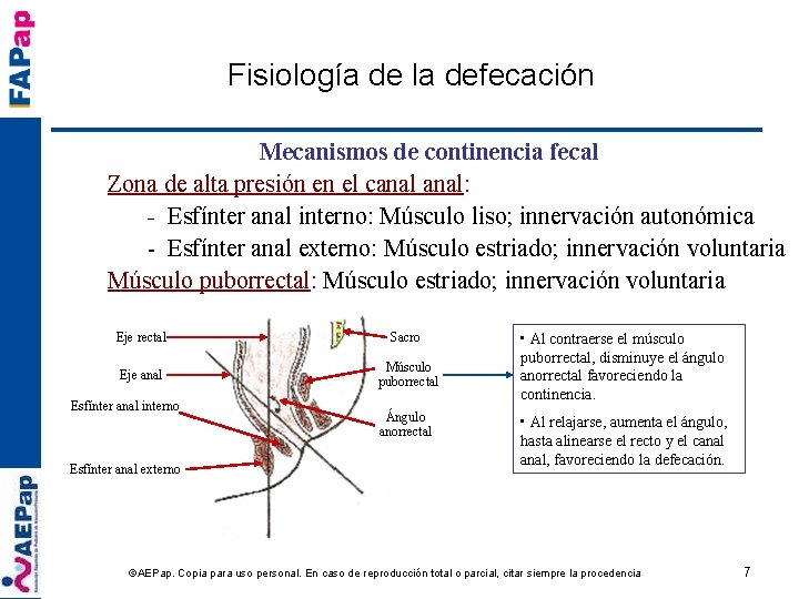 Fisiología de la defecación Mecanismos de continencia fecal Zona de alta presión en el