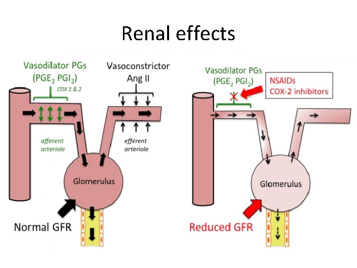 Renal effects 