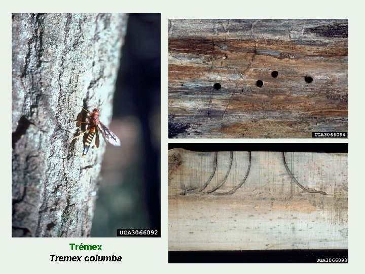 Trémex Tremex columba 
