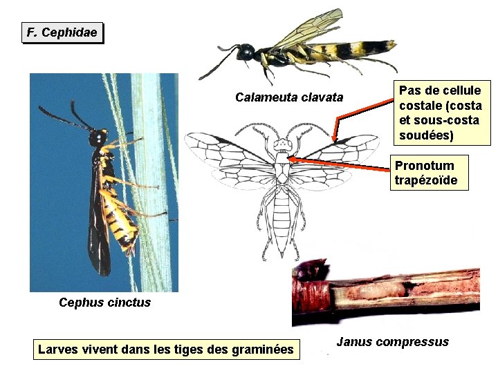 F. Cephidae Calameuta clavata Pas de cellule costale (costa et sous-costa soudées) Pronotum trapézoïde