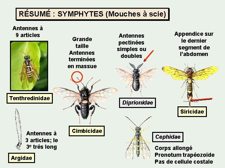 RÉSUMÉ : SYMPHYTES (Mouches à scie) Antennes à 9 articles Grande taille Antennes terminées