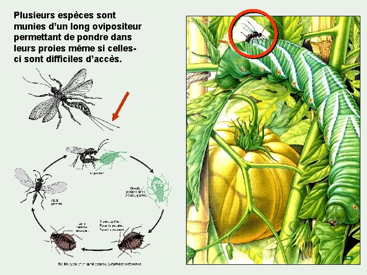 Plusieurs espèces sont munies d’un long ovipositeur permettant de pondre dans leurs proies même