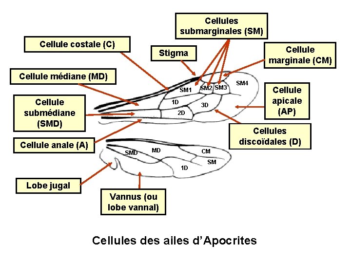 Cellules submarginales (SM) Cellule costale (C) Cellule marginale (CM) Stigma Cellule médiane (MD) SM