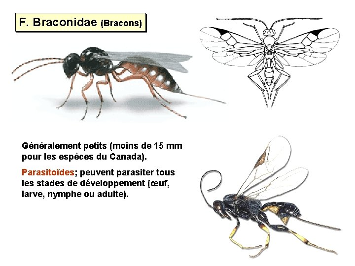 F. Braconidae (Bracons) Généralement petits (moins de 15 mm pour les espèces du Canada).