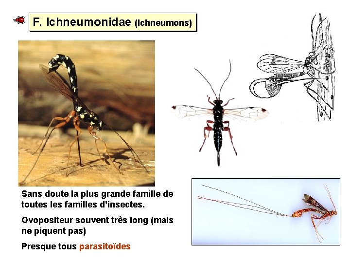 F. Ichneumonidae (Ichneumons) Sans doute la plus grande famille de toutes les familles d’insectes.
