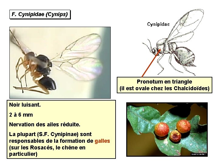 F. Cynipidae (Cynips) Pronotum en triangle (il est ovale chez les Chalcidoïdes) Noir luisant.