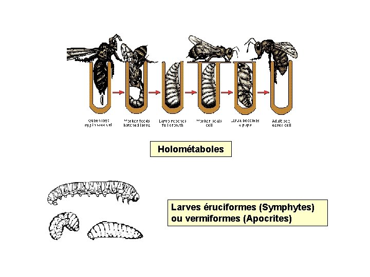 Holométaboles Larves éruciformes (Symphytes) ou vermiformes (Apocrites) 