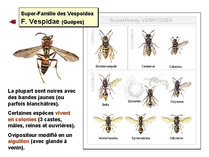 Super-Famille des Vespoidea F. Vespidae (Guêpes) La plupart sont noires avec des bandes jaunes