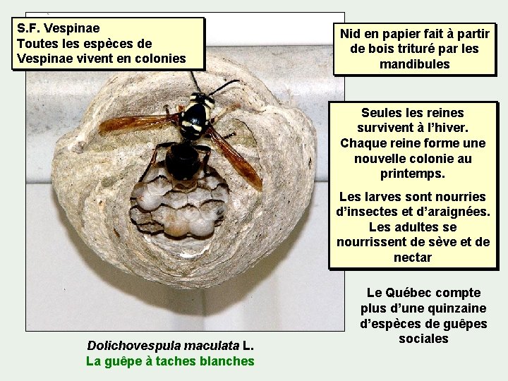 S. F. Vespinae Toutes les espèces de Vespinae vivent en colonies Nid en papier