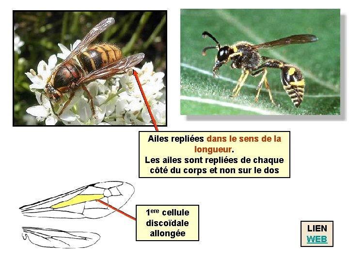 Ailes repliées dans le sens de la longueur. Les ailes sont repliées de chaque