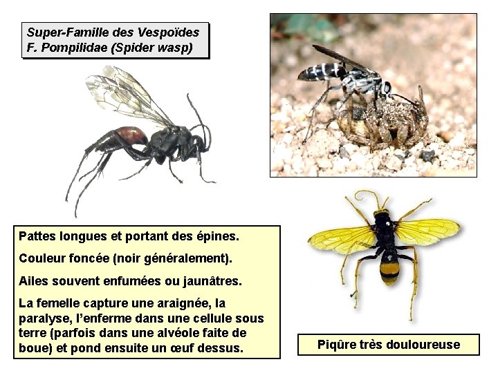 Super-Famille des Vespoïdes F. Pompilidae (Spider wasp) Pattes longues et portant des épines. Couleur