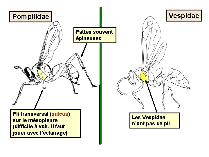 Vespidae Pompilidae Pattes souvent épineuses Pli transversal (sulcus) sur le mésopleure (difficile à voir,