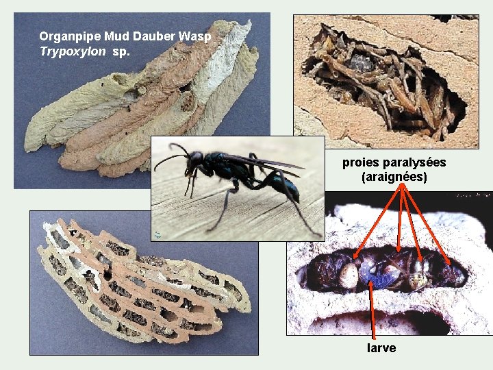 Organpipe Mud Dauber Wasp Trypoxylon sp. proies paralysées (araignées) larve 