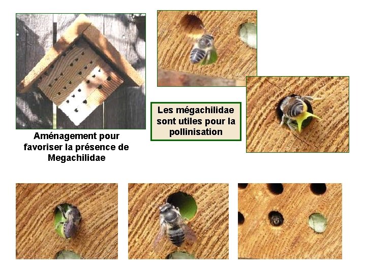 Aménagement pour favoriser la présence de Megachilidae Les mégachilidae sont utiles pour la pollinisation