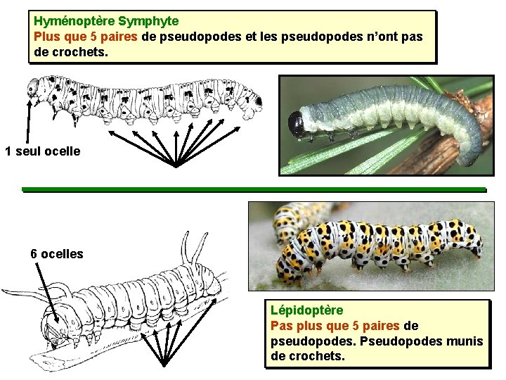 Hyménoptère Symphyte Plus que 5 paires de pseudopodes et les pseudopodes n’ont pas de