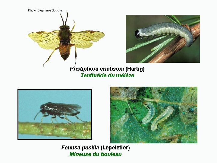 Pristiphora erichsoni (Hartig) Tenthrède du mélèze Fenusa pusilla (Lepeletier) Mineuse du bouleau 