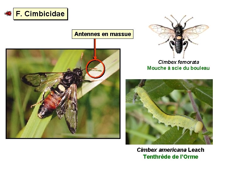 F. Cimbicidae Antennes en massue Cimbex femorata Mouche à scie du bouleau Cimbex americana