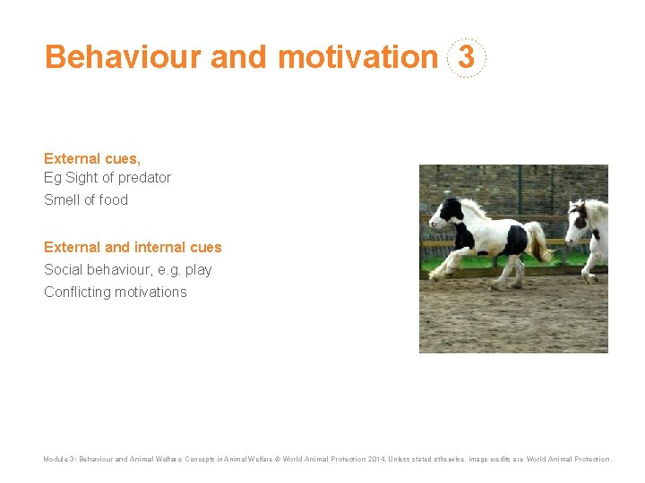 Behaviour and motivation 3 External cues, Eg Sight of predator Smell of food External