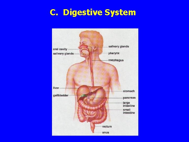 C. Digestive System 