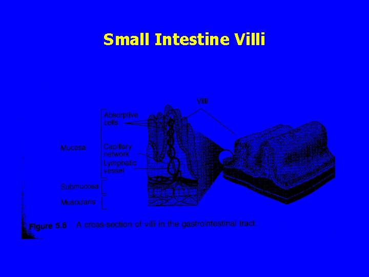 Small Intestine Villi 