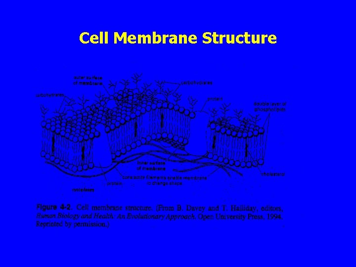 Cell Membrane Structure 