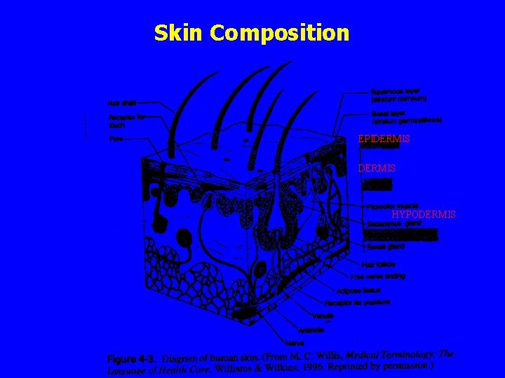 Skin Composition EPIDERMIS HYPODERMIS 