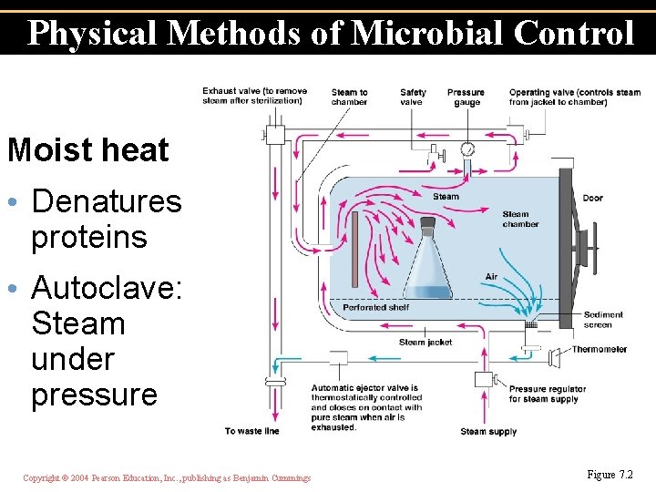 Physical Methods of Microbial Control Moist heat • Denatures proteins • Autoclave: Steam under