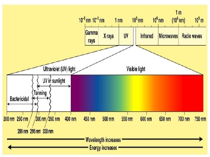 Copyright © 2004 Pearson Education, Inc. , publishing as Benjamin Cummings Figure 7. 5