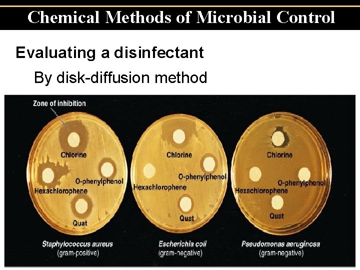 Chemical Methods of Microbial Control Evaluating a disinfectant By disk-diffusion method Copyright © 2004