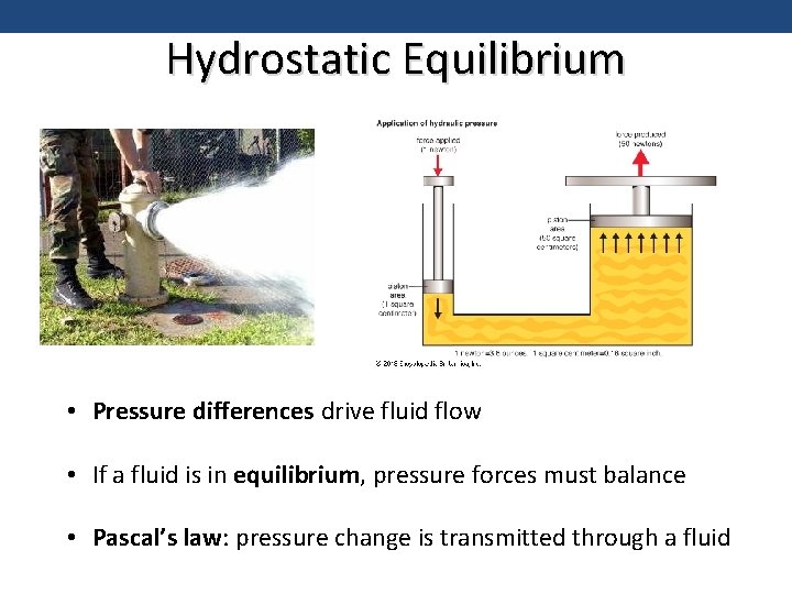 Hydrostatic Equilibrium • Pressure differences drive fluid flow • If a fluid is in