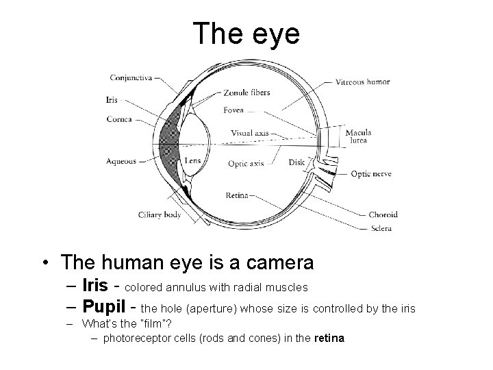 The eye • The human eye is a camera – Iris - colored annulus