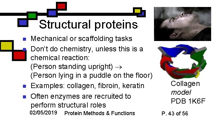 Structural proteins n n Mechanical or scaffolding tasks Don’t do chemistry, unless this is