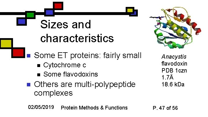 Sizes and characteristics n Some ET proteins: fairly small n n n Cytochrome c
