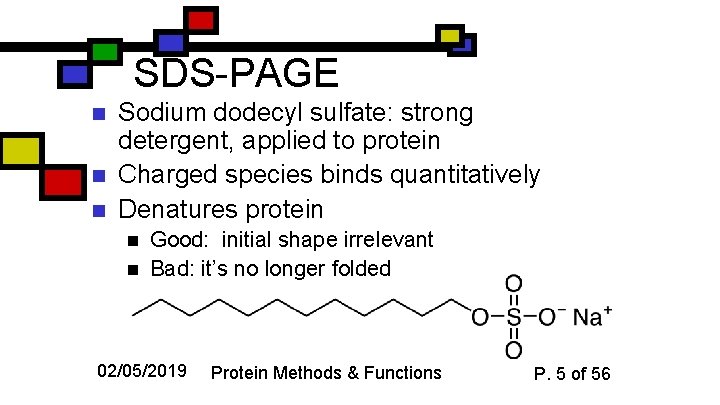 SDS-PAGE n n n Sodium dodecyl sulfate: strong detergent, applied to protein Charged species