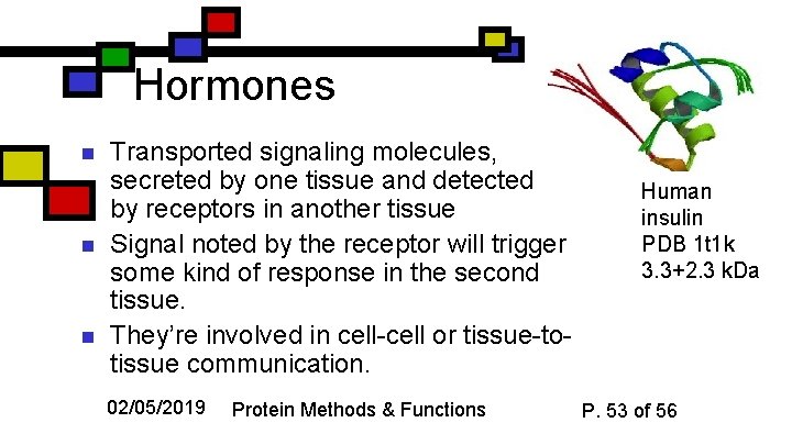 Hormones n n n Transported signaling molecules, secreted by one tissue and detected by