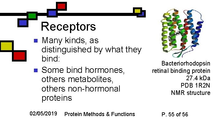 Receptors n n Many kinds, as distinguished by what they bind: Some bind hormones,