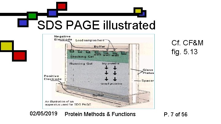 SDS PAGE illustrated Cf. CF&M fig. 5. 13 02/05/2019 Protein Methods & Functions P.