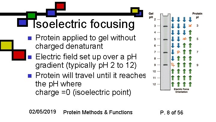 Isoelectric focusing n n n Protein applied to gel without charged denaturant Electric field