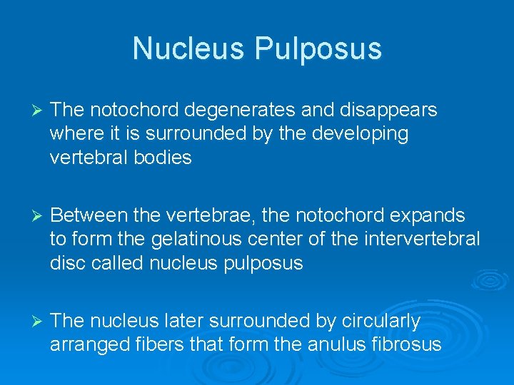 Nucleus Pulposus Ø The notochord degenerates and disappears where it is surrounded by the