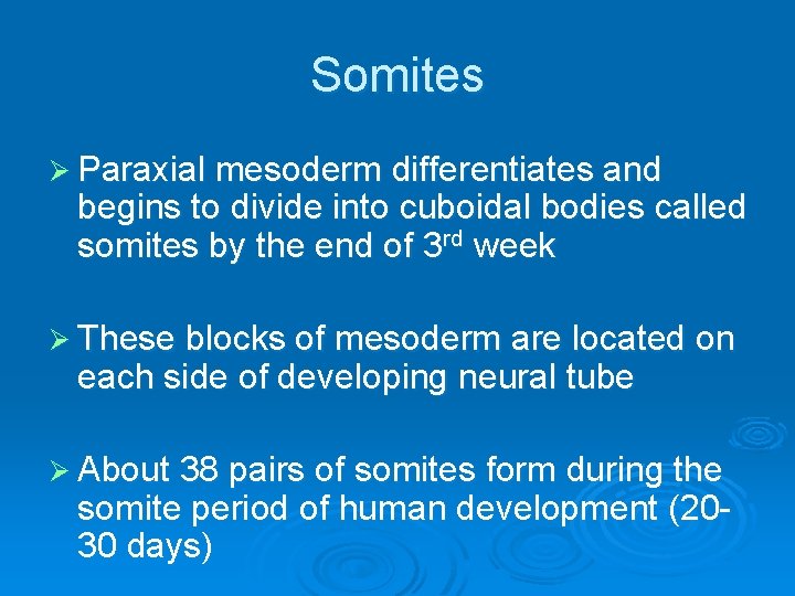 Somites Ø Paraxial mesoderm differentiates and begins to divide into cuboidal bodies called somites