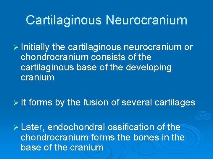 Cartilaginous Neurocranium Ø Initially the cartilaginous neurocranium or chondrocranium consists of the cartilaginous base