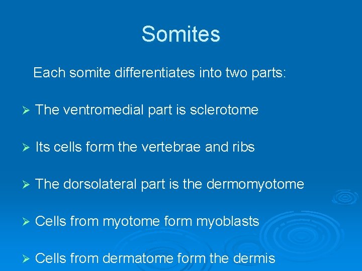 Somites Each somite differentiates into two parts: Ø The ventromedial part is sclerotome Ø