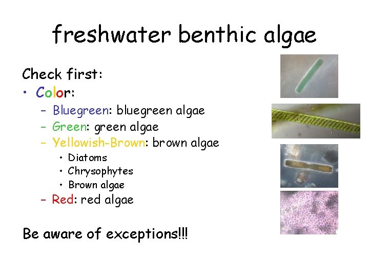 freshwater benthic algae Check first: • Color: – Bluegreen: bluegreen algae – Green: green